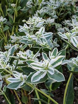 ハツユキソウ・初雪草の咲く風景 ハツユキソウ,葉の縁,雪化粧の写真素材