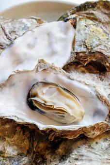 Photo, oyster, shell, seafood, 