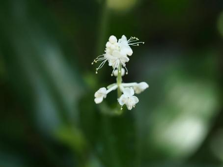ヤブミョウガの花 ヤブミョウガの花の写真