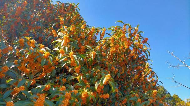 金木犀と青空 金木犀,キンモクセイ,青空の写真素材
