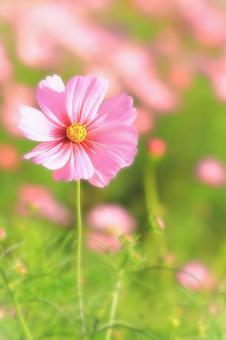 開花した可憐なピンクのコスモスの花 開花した可憐なピンクのコスモスの花 植物,花,コスモスの写真素材