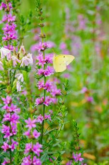 Lythrum salicaria and Colias moth (4), JPG