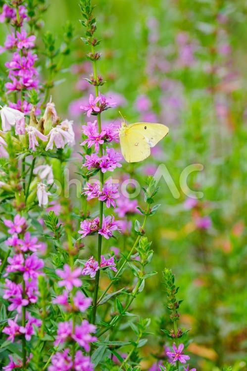 ミソハギとモンキチョウ⑷ 花,植物,ミソハギの写真素材