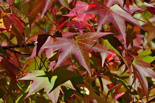 染まりかけたモミジバフウ 染まりかけたモミジバフウ モミジバフウ,紅葉葉楓,アメリカフウの写真素材