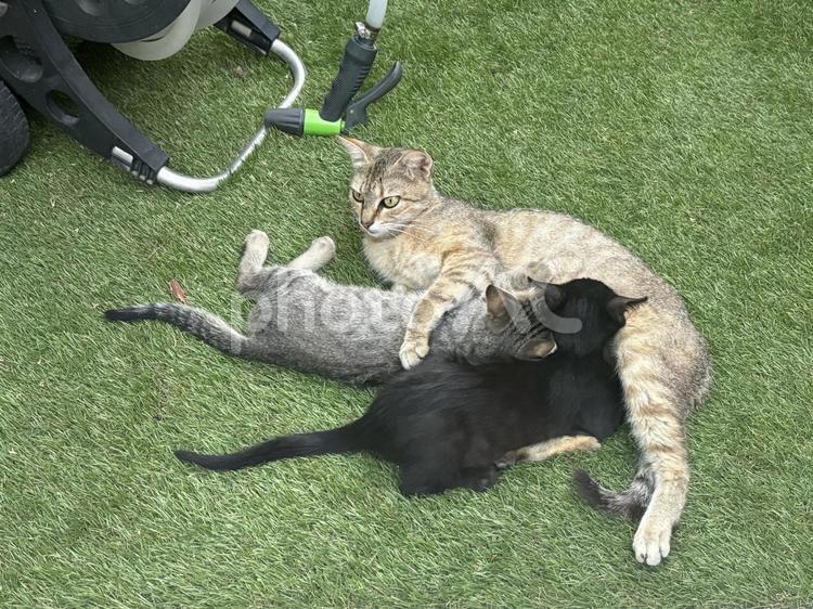猫の家族　ミルク ねこ,子猫,猫の写真素材