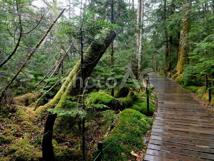 雨の白駒の森 苔,コケ,苔の森の写真素材