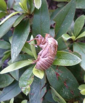 葉っぱの上にあるセミの抜け殻2 葉っぱの上にあるセミの抜け殻2の写真