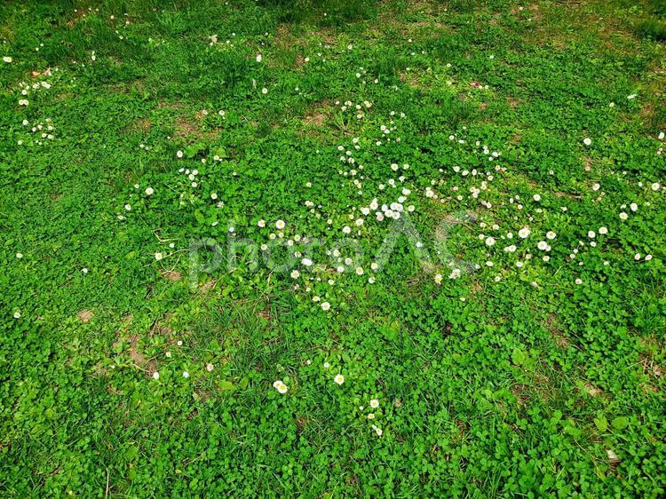 芝生と白い小花　新緑　草　背景素材 芝生,白い花,草の写真素材