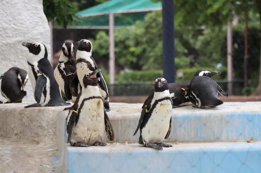 たくさんの中で1羽の叫ぶケーブペンギン たくさんの中で1羽の叫ぶケーブペンギン ケープペンギン,たくさん,叫ぶの写真素材