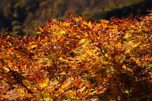紅葉　色づくモミジ２ もみじ,モミジ,カエデの写真素材