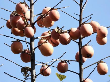 実のなる木の写真