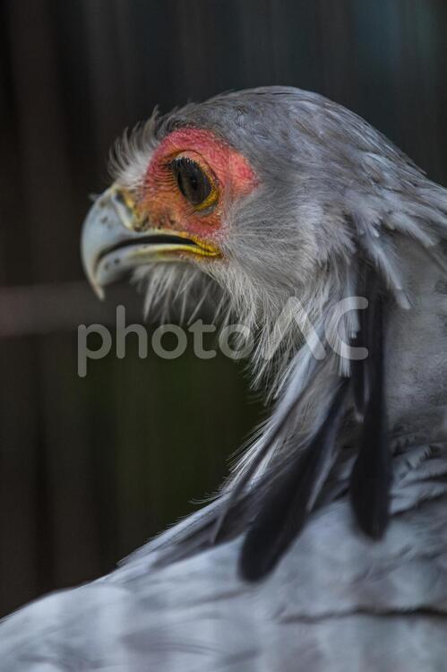 動物園の美しい鶴 ツル,鶴,鳥の写真素材