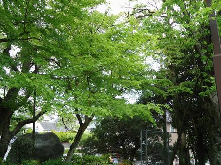 もみじ カエデ 紅葉 楓 もみじ カエデ 紅葉 楓の写真