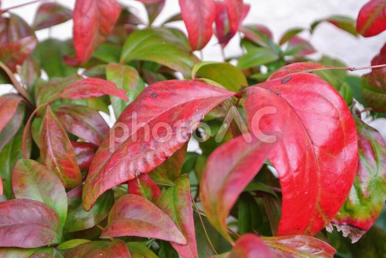 冬花壇、庭木 冬花壇,赤い葉,庭木の写真素材