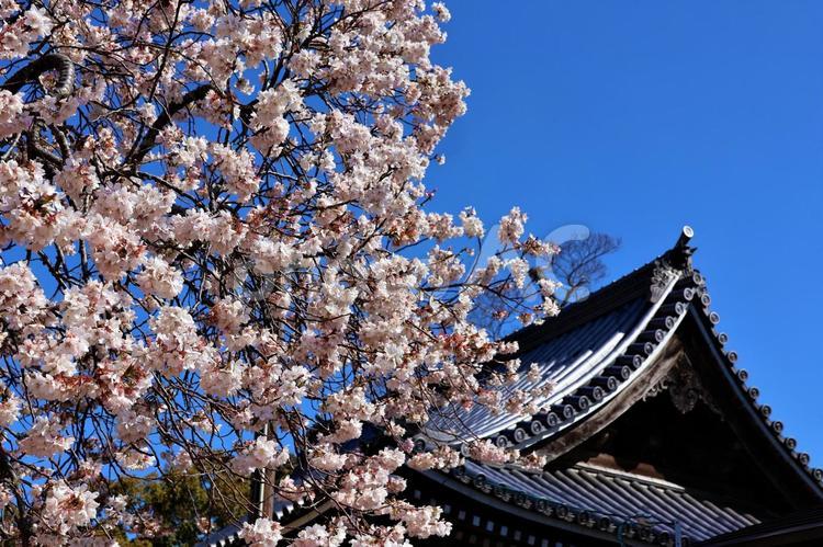 ３月中旬の興田寺のミョウショウジザクラ 背景,ミョウショウジザクラ,明正寺桜の写真素材