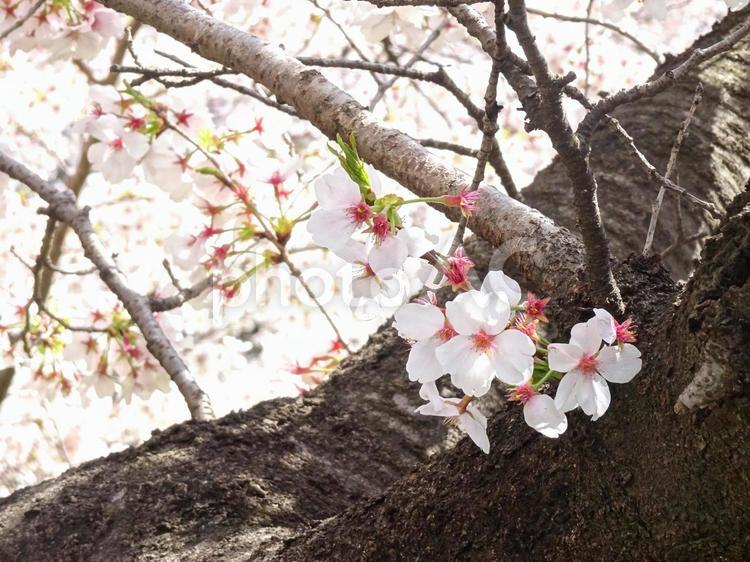さくらの木 春,さくら,桜の木の写真素材