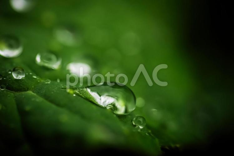 ＜自然の風景＞雨上がりの草原の葉の水玉 風景,植物,葉の写真素材