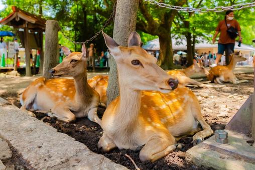 Photo, deer, nara, temple, 
