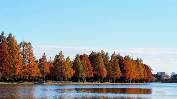 水元公園の紅葉・煉瓦色の木立＆池・葛飾区の写真