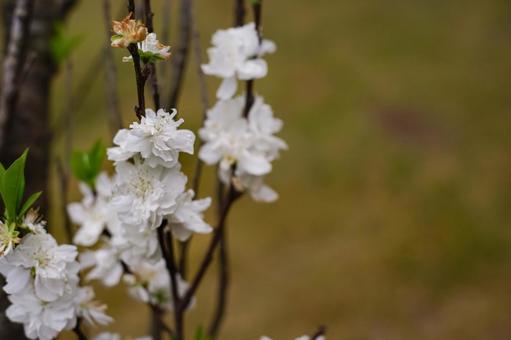 <五島の春の風景>鬼岳樹木園の八重桜 <五島の春の風景>鬼岳樹木園の八重桜 桜,八重桜,春の花の写真素材