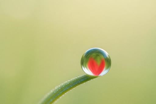 朝露に映る花びらの写真