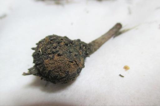 植物の実の写真