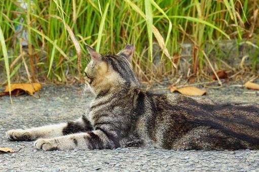 ねこ ねこの写真