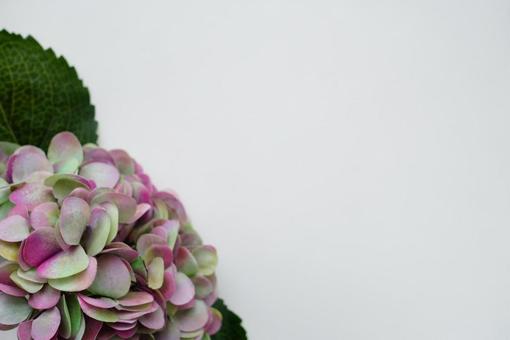 アジサイ アジサイの写真