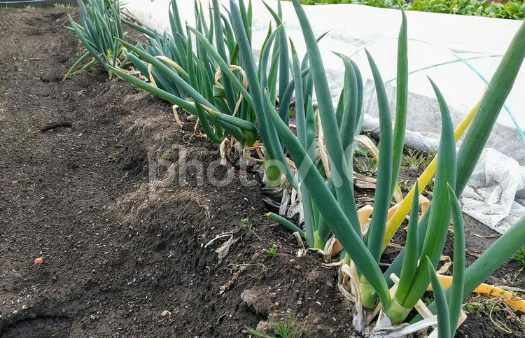 ネギの栽培③ ネギ,栽培,野菜の写真素材