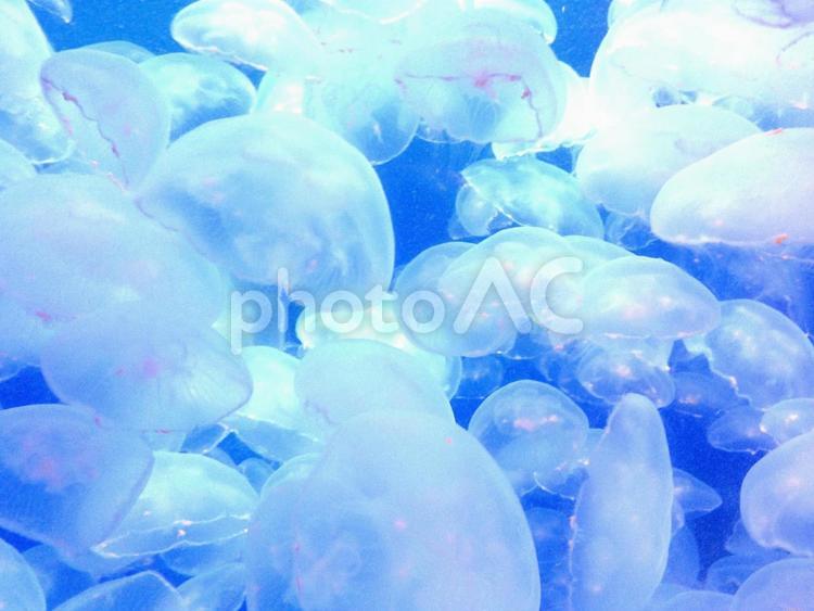 水中を漂うクラゲ 漂う,水中,水族館の写真素材