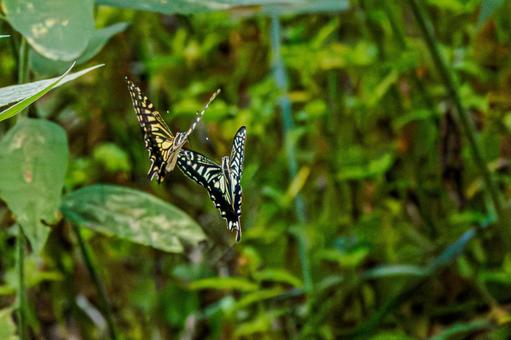 ナミアゲハの舞い⑺の写真