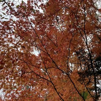 赤い葉っぱ 赤い葉っぱの写真