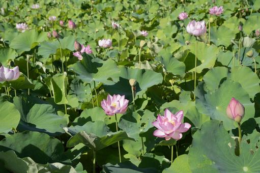 蓮の花 蓮の花,ハスの花,花の写真素材