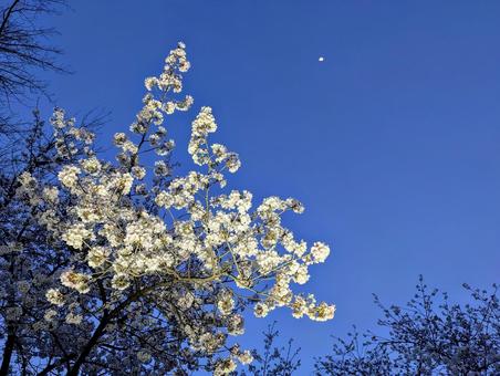 月夜の夜桜 月夜の夜桜 植物,桜,ソメイヨシノの写真素材