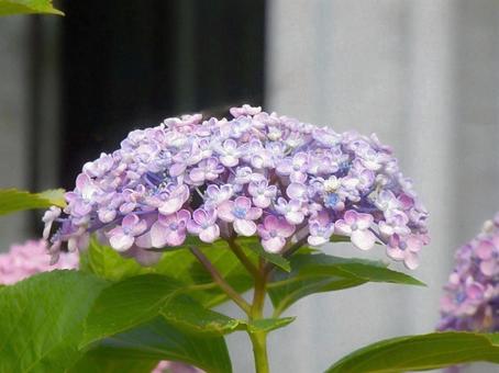 [Flower photo] Hydrangea flower, JPG
