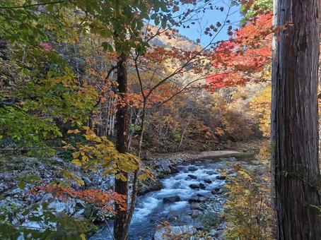 2025　せせらぎ街道②の写真