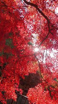 Autumn leaves, JPG