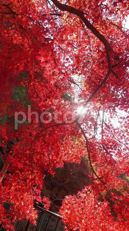 秋の紅葉 紅葉,秋,もみじの写真素材