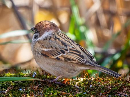 地面を歩くスズメ 地面を歩くスズメ スズメ,雀,鳥の写真素材