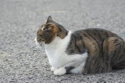 ねこ ねこの写真