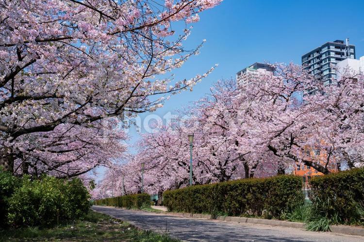 満開に色づいた公園の桜並木 桜,サクラ,春の写真素材