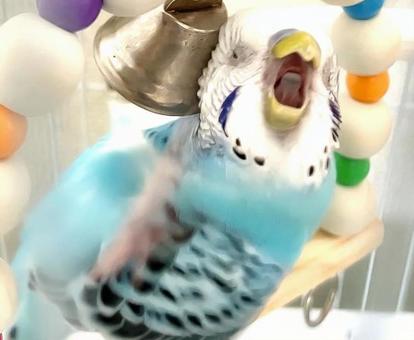 顔をかく水色セキセイインコ 顔をかく水色セキセイインコの写真