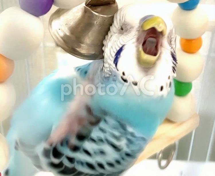 顔をかく水色セキセイインコ セキセイインコ,小鳥,鳥の写真素材