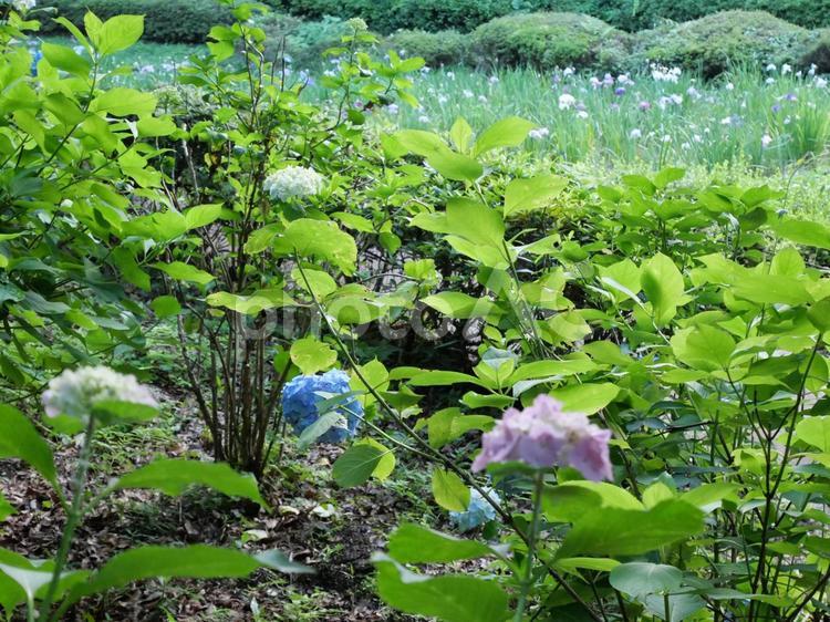 あじさいと菖蒲の花 あじさい,菖蒲の花,薬師池公園の写真素材
