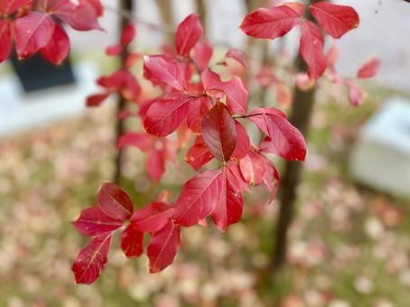 紅葉 紅葉,赤,木の写真素材