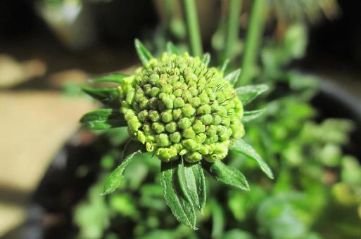 マツムシソウの蕾 マツムシソウの蕾の写真