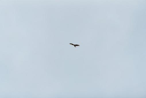 A black kite gracefully flying through the sky, JPG