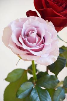Red and purple roses, JPG