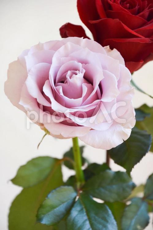 赤と紫のばら ばら,赤,薔薇の写真素材