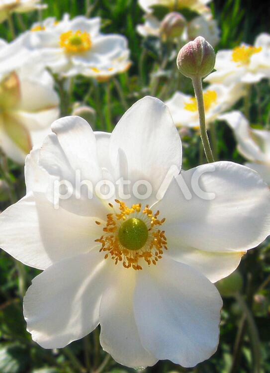 シュウメイギク透明感のある白 シュウメイギク咲く,純白のシュウメイギク,花の写真素材